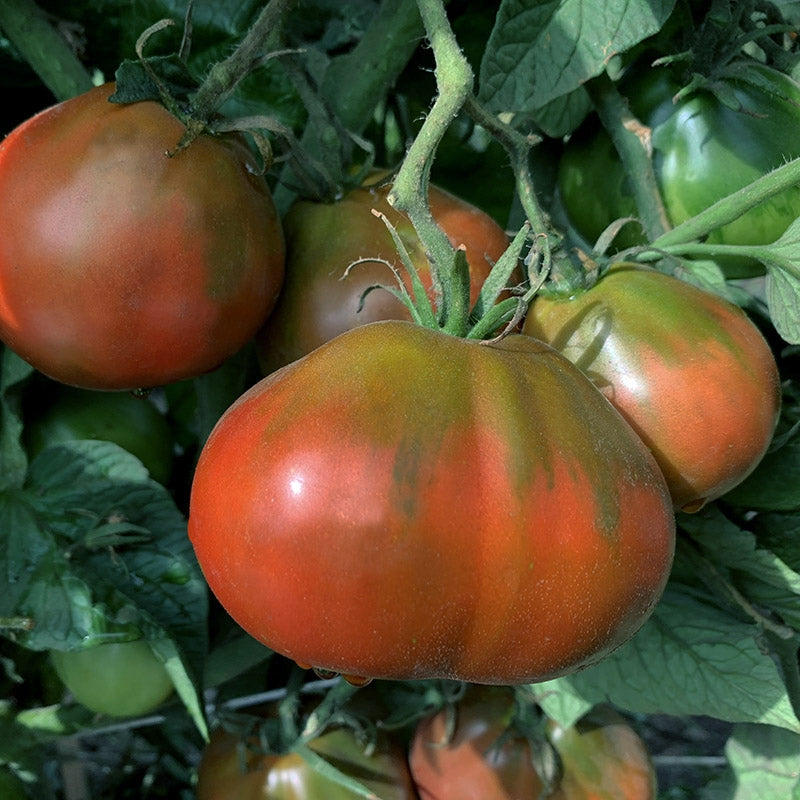 Tomato - Beefsteak - Brandywine - Yellow (Lycopersicon esculentum cv. –  Bumbleseeds