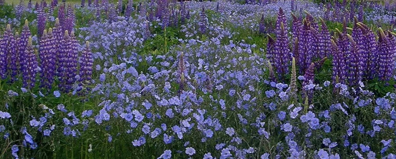Campanula - Fairy Thimbles (Campanula rotundifolia) Scottish Bluebell –  Bumbleseeds