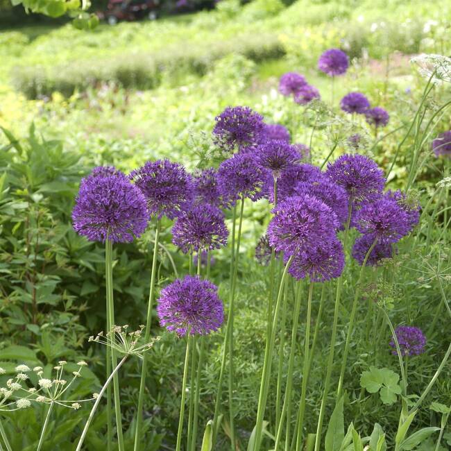 Echinops - Blue Globe Thistle (Echinops bannaticus) Globethistle