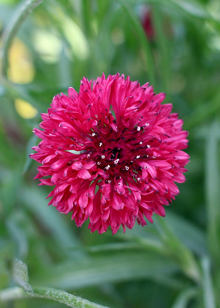 Blue Boy Bachelor Buttons  John Scheepers Kitchen Garden Seeds