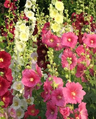 Black Hollyhock (Alcea rosea 'Nigra') in Vancouver Victoria