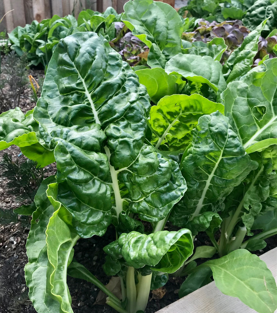 Red Rhubarb Swiss Chard (Beta vulgaris) - Annie's Heirloom Seeds