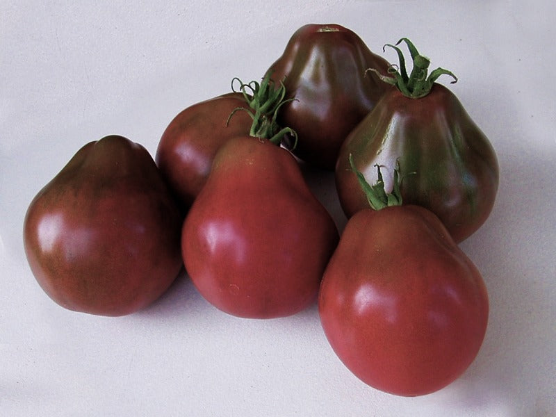 Tomato - Beefsteak - Brandywine - Yellow (Lycopersicon esculentum cv. –  Bumbleseeds