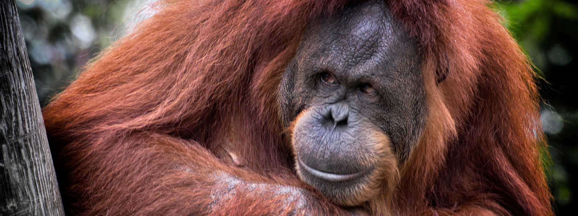 Palm Oil is destroying the Orangutan habitat
