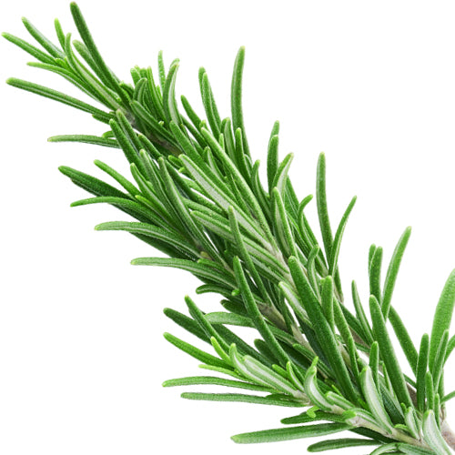 Rosemary Leaf Extract