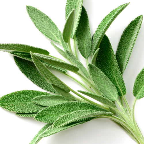 Sage Leaf Extract