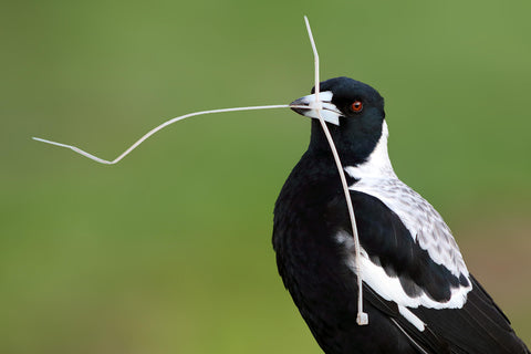 Australian Magpie with cable tie