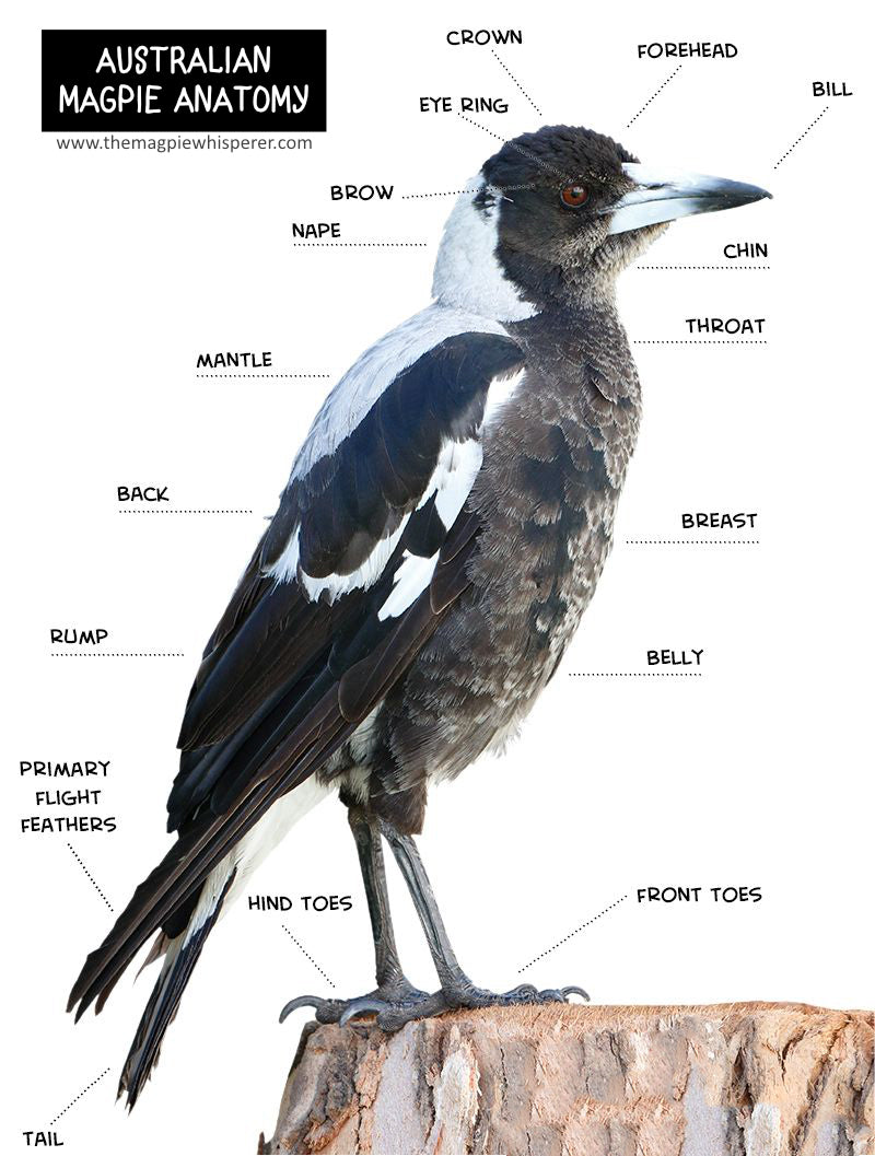 Australian Magpie Information - Habitat, Diet, Behaviour, And More – The  Magpie Whisperer