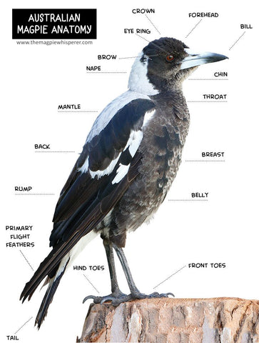 australian magpie information