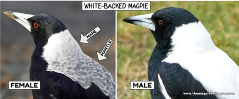 magpie male and female