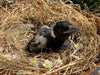 magpie makeshift nest