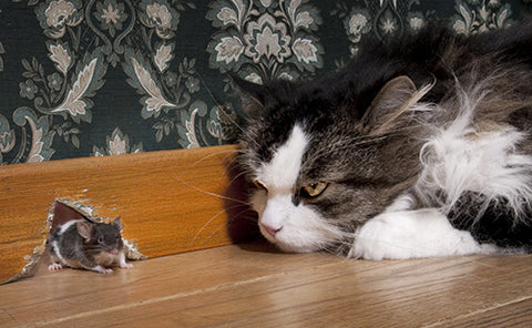 cat and mouse