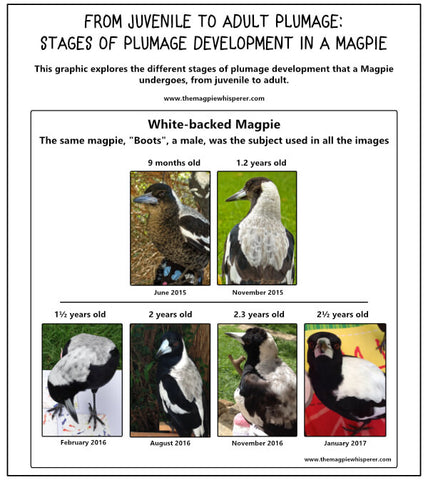feather plumage progression in an Australian Magpie