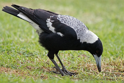 australian magpie information