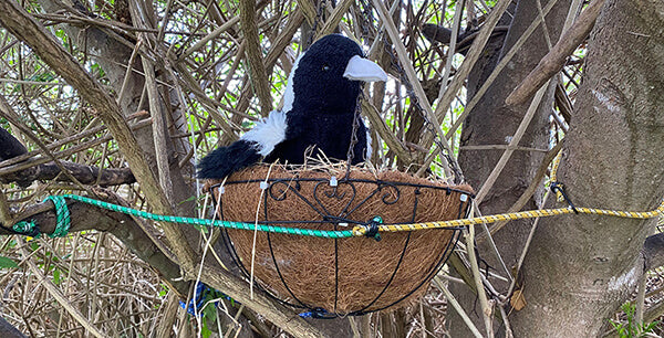 magpie makeshift nest
