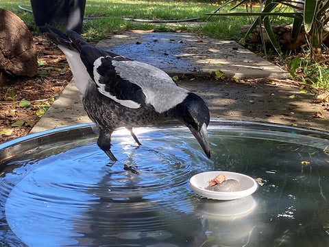 magpie pox treatment