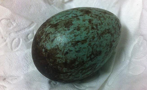 australian magpie egg