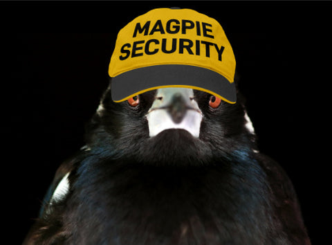 magpie swooping