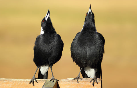 australian magpie information