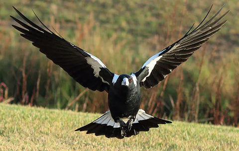 magpie swooping