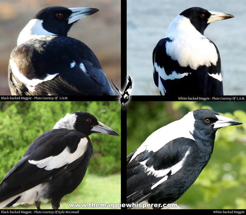 Black-backed & White-backed Australian Magpie