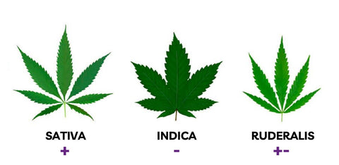 Tipos-de-marihuana