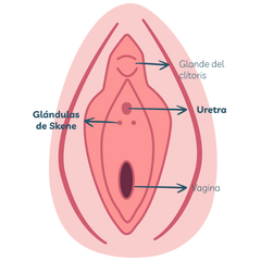 Anatomía de la vulva, labios, clítoris, vejiga y vagina)