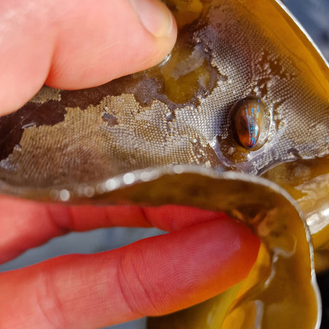 Blue Rayed Limpet