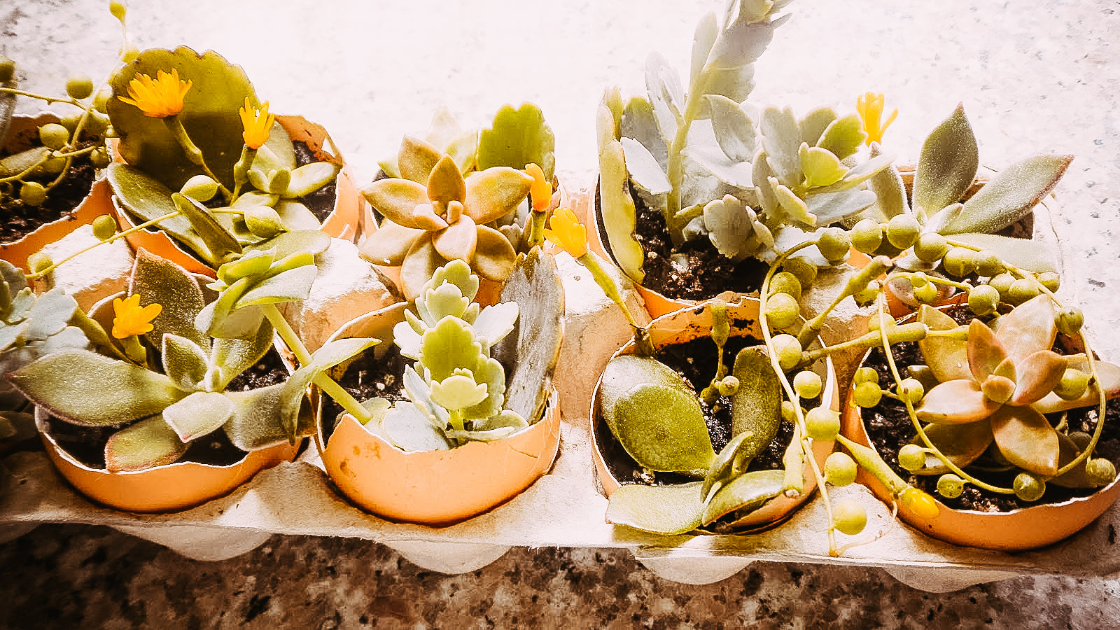 Jardin dans une coquille d'oeuf