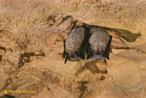 Little brown bats