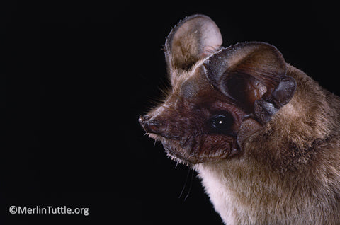 Profile view of a Mexican free-tailed bat