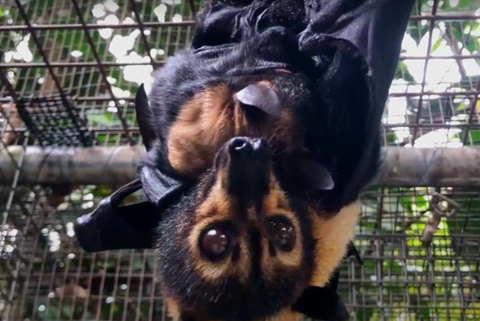 A fruit bat and her baby bat hanging in a rescue center