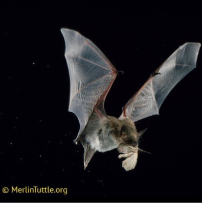 Bat catching a moth in the night sky