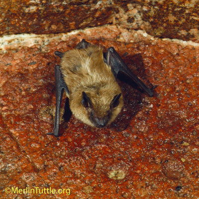 big brown bat