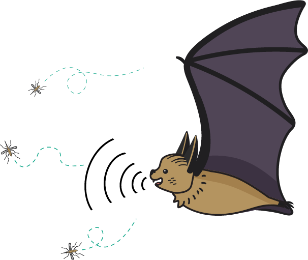 cute bat eating flies