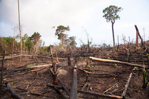Deforestation leaves a more dramatic scene, but degradation slowly destroys the ecosystem relations of a space