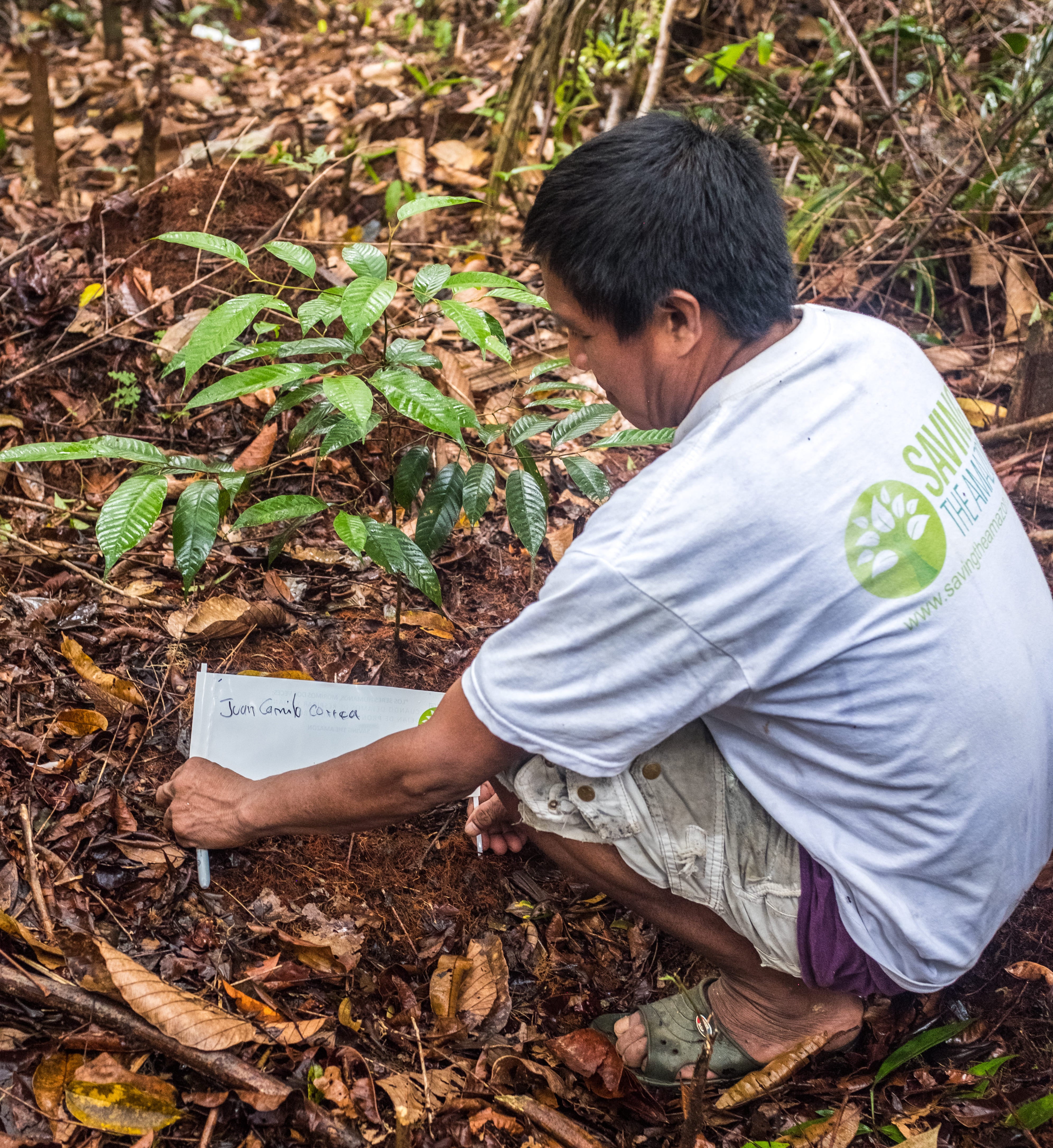 tree saving the amazon and planter