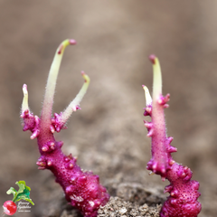 potato sprouts in dirt