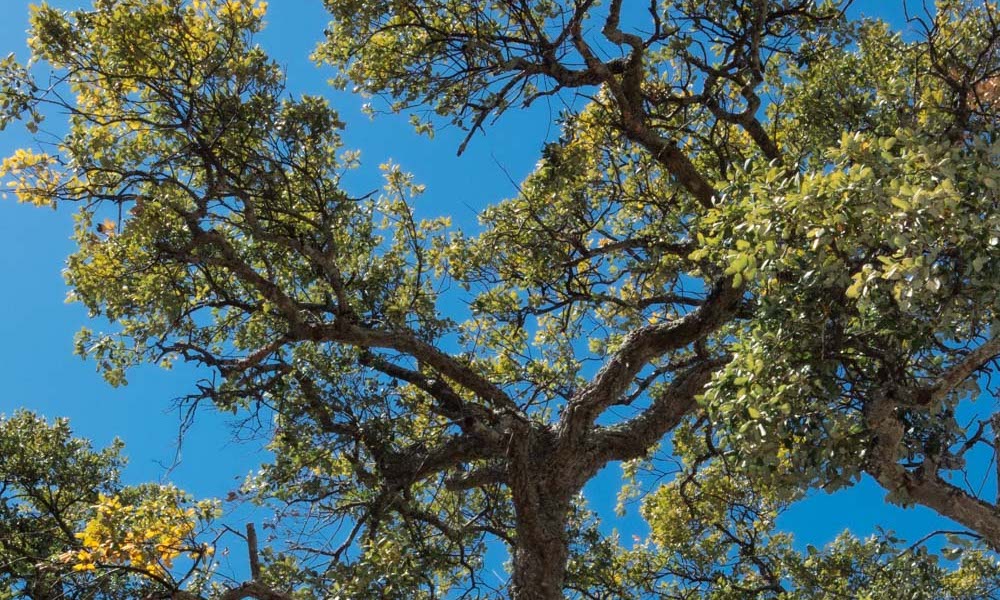 Green trees and blue skies in Portugal are meant to symbolize reforestation.
