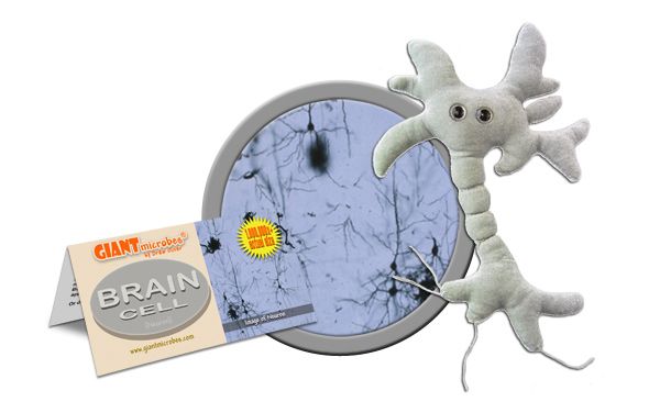 giant microbes graduation brain cell