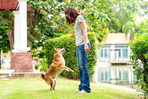 entrainement de chien