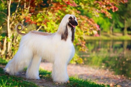 The Afghan Hound