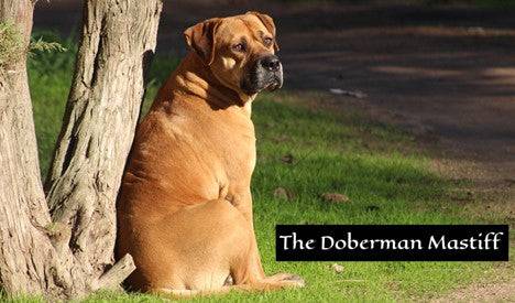 Doberman Mastiff