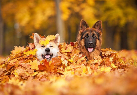 7 رحلات الخريف لإحضار كلبك