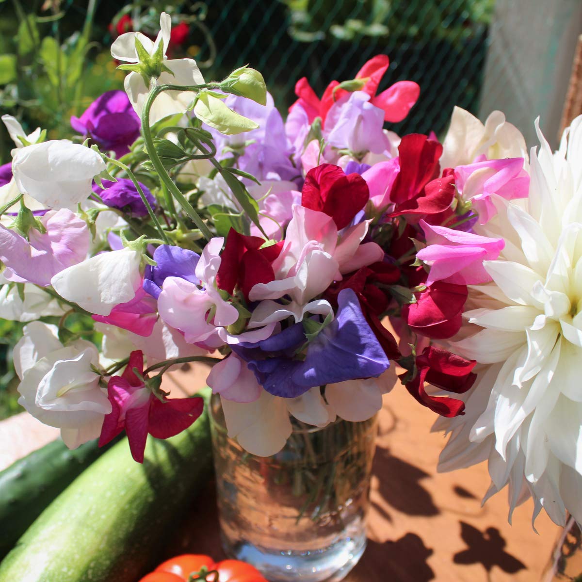 Flowering Plants - Sweet Pea 'Garden Mix' - 3 x Full Plants in 9cm Pots - AcquaGarden