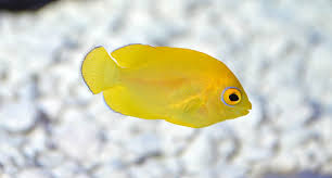 Multibar Angelfish Captive Bred MB1