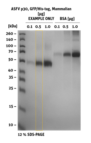 SDS-PAGE of ASFV_p30_GFP/His-Tag