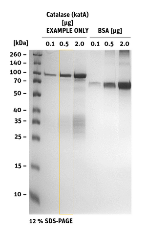 SDS-PAGE of Catalase