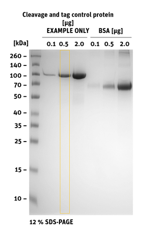 SDS-PAGE of Test Cleavage