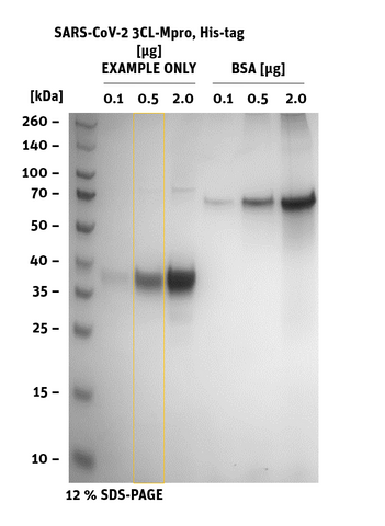 SARS-CoV-2 (COVID-19) 3CL-Mpro Protein, His-Tag SDS Page